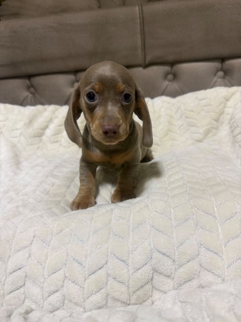 Dachshund 