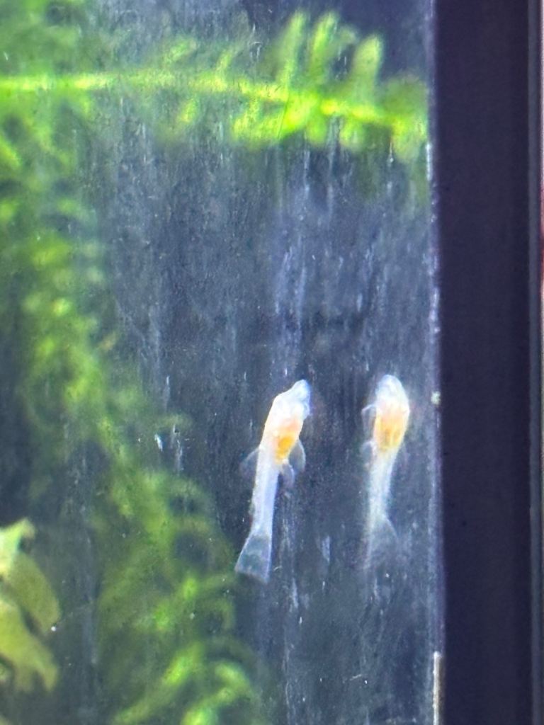 Plecos for sale 