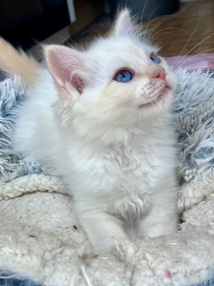 Full Pedigree ragdoll male kittens 