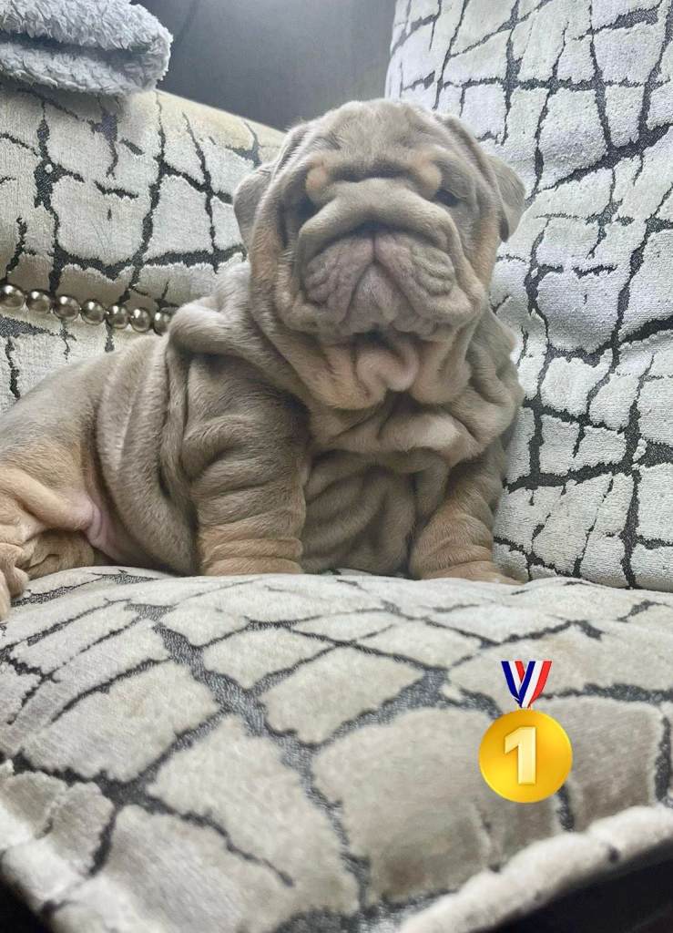Pedigree English Bulldog Puppies 