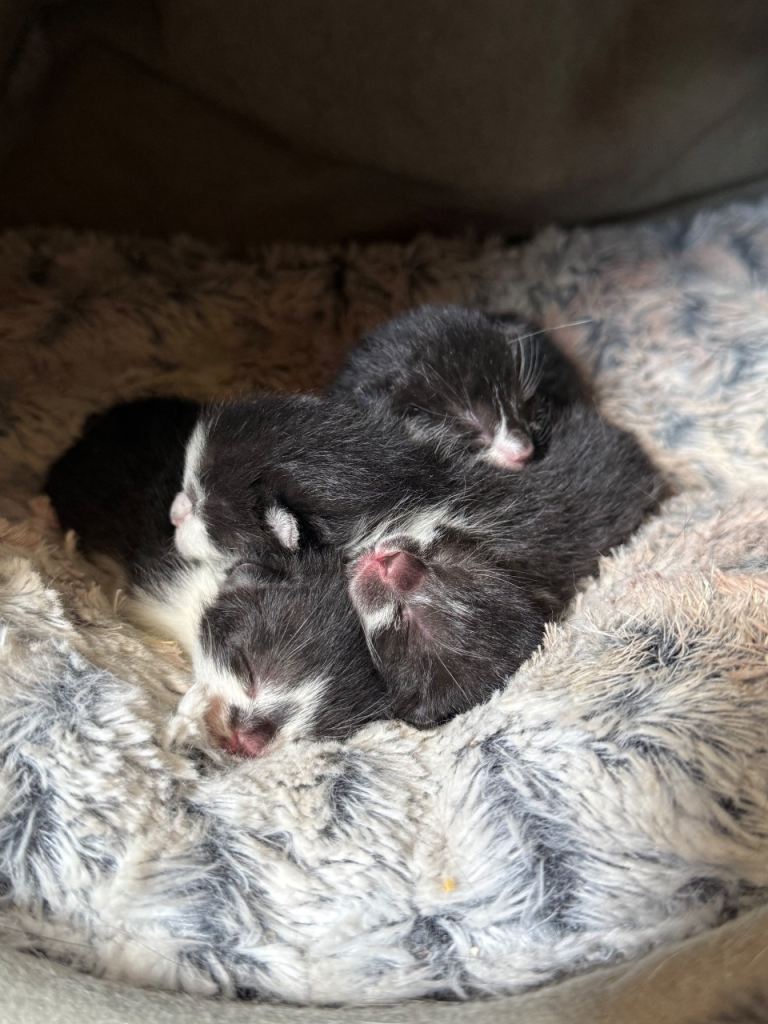 Kittens 