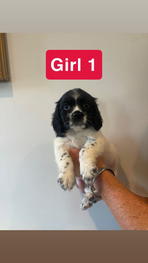 Cocker spaniel puppies 
