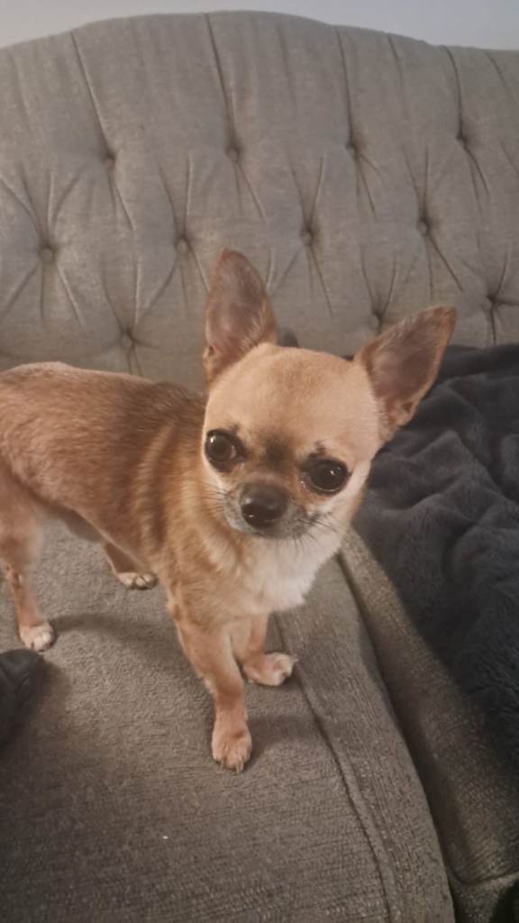 pedigree chihauhau