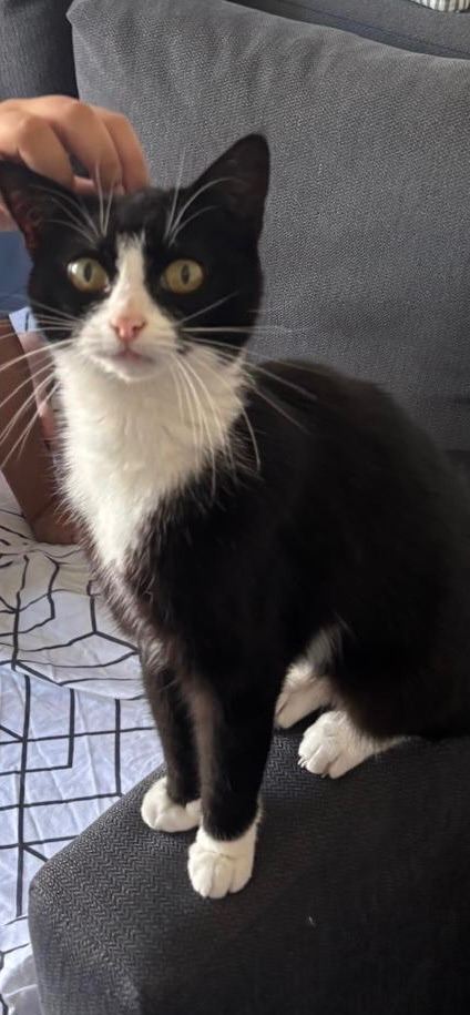 Beautiful cat. Cat looking for new home.