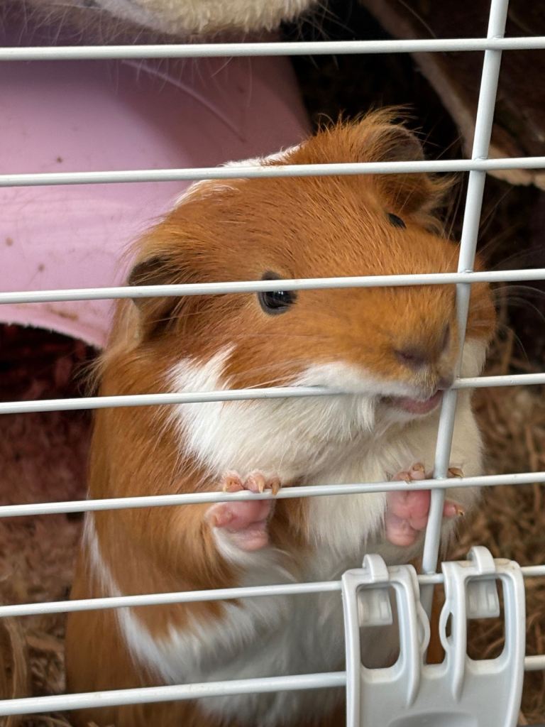 Guinea pigs