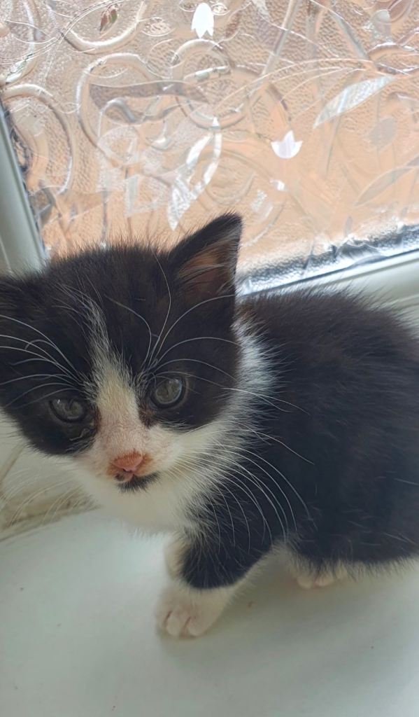 Black & white  kitten 