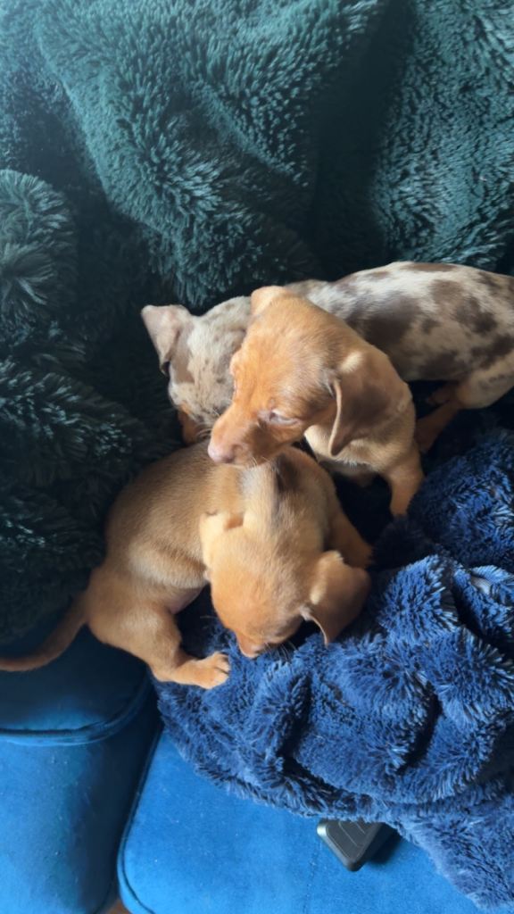 Dachshund puppy bitches