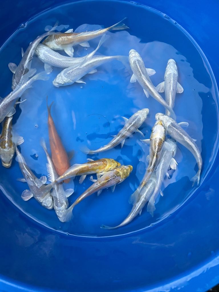 Koi