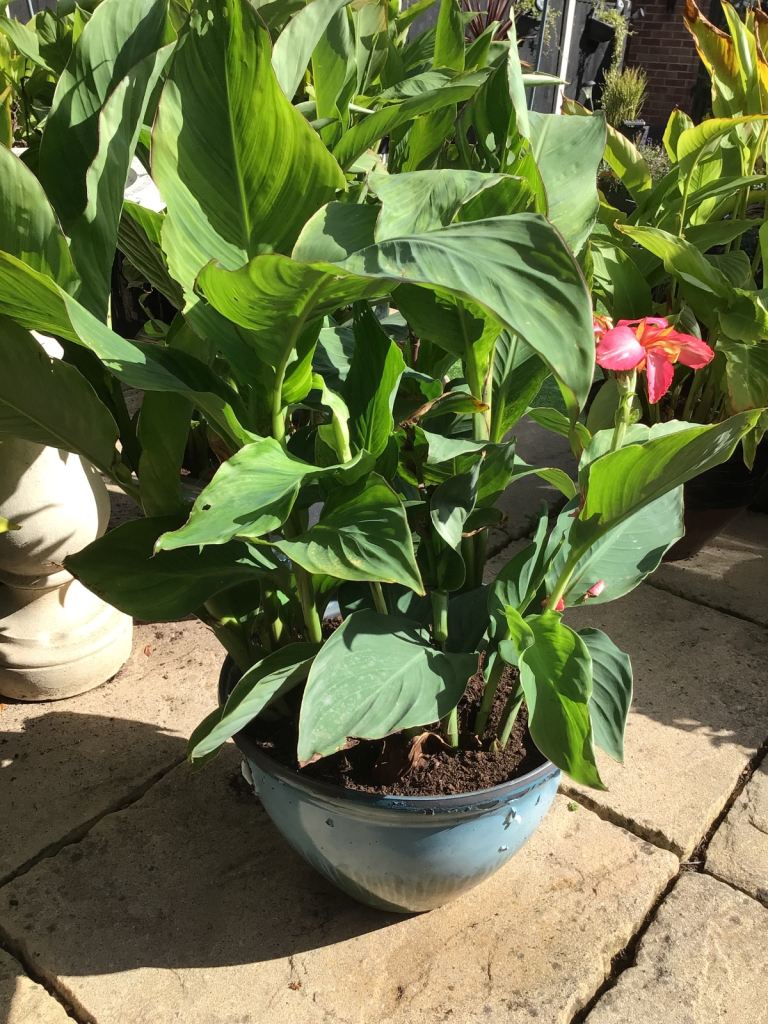 FREE CANA LILIES (EXCLUDING POTS)