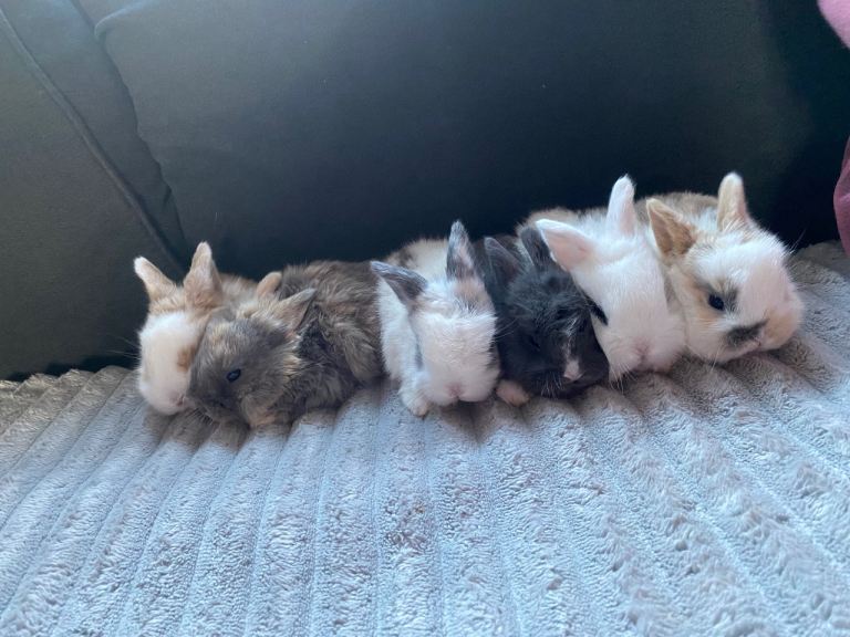 Beautiful baby rabbits 