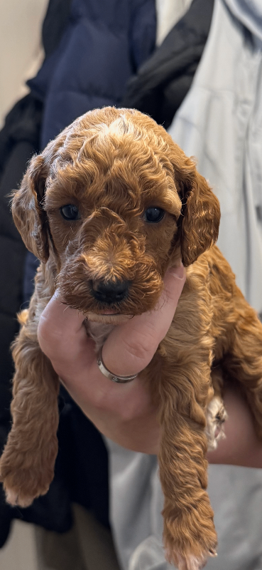 Cockapoo puppie for sale