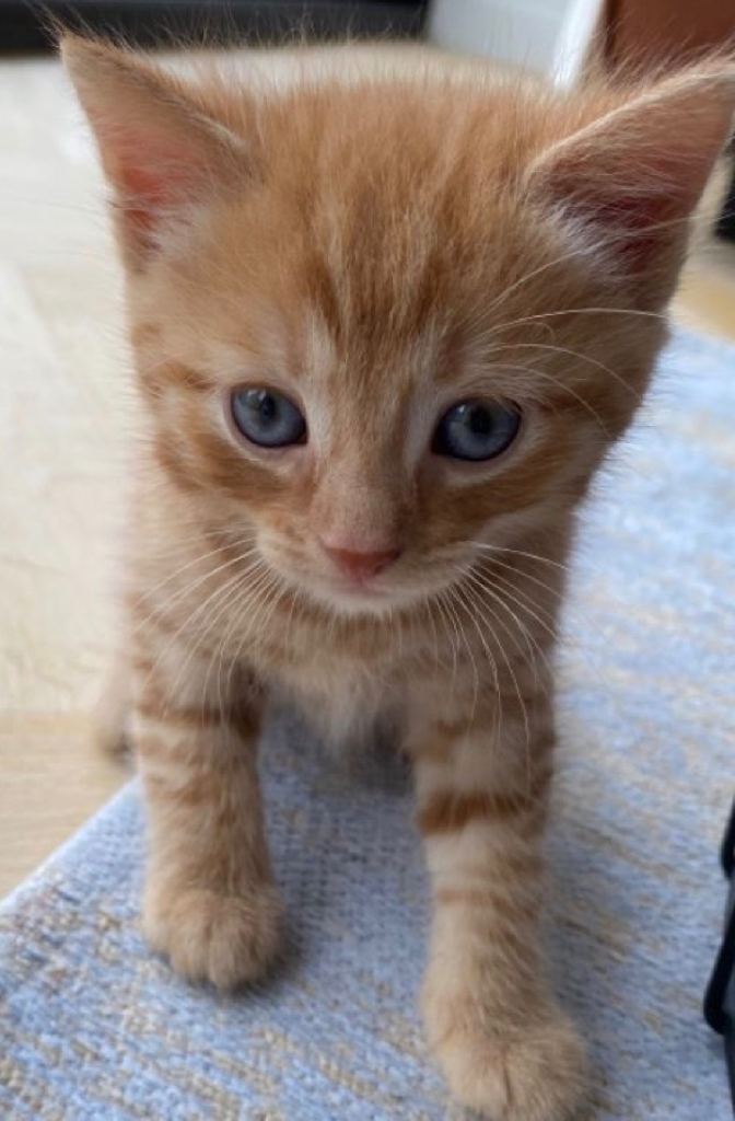 ginger  kitten