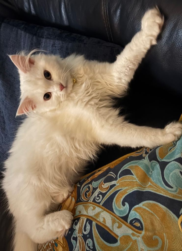 Beautiful 10 month old Persian x Turkish Angora male