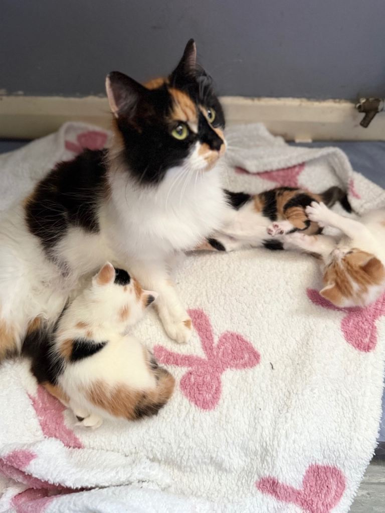 Cute little kittens 