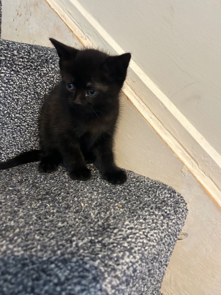 Kittens ready now 