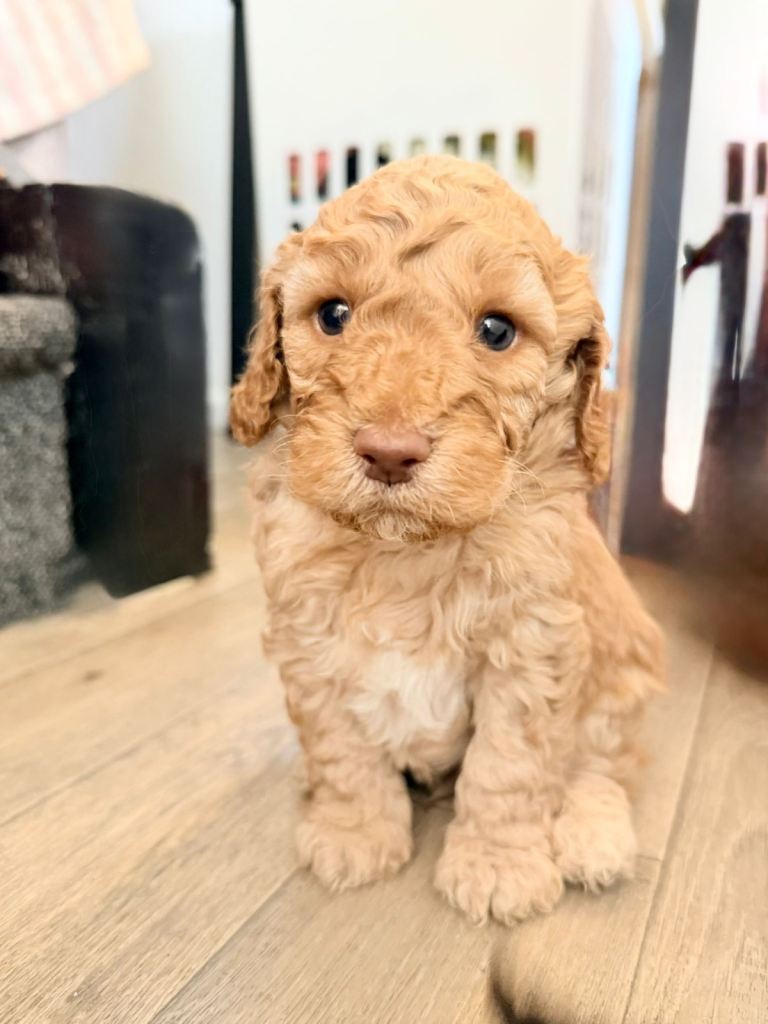 F1b cockapoo puppies. 