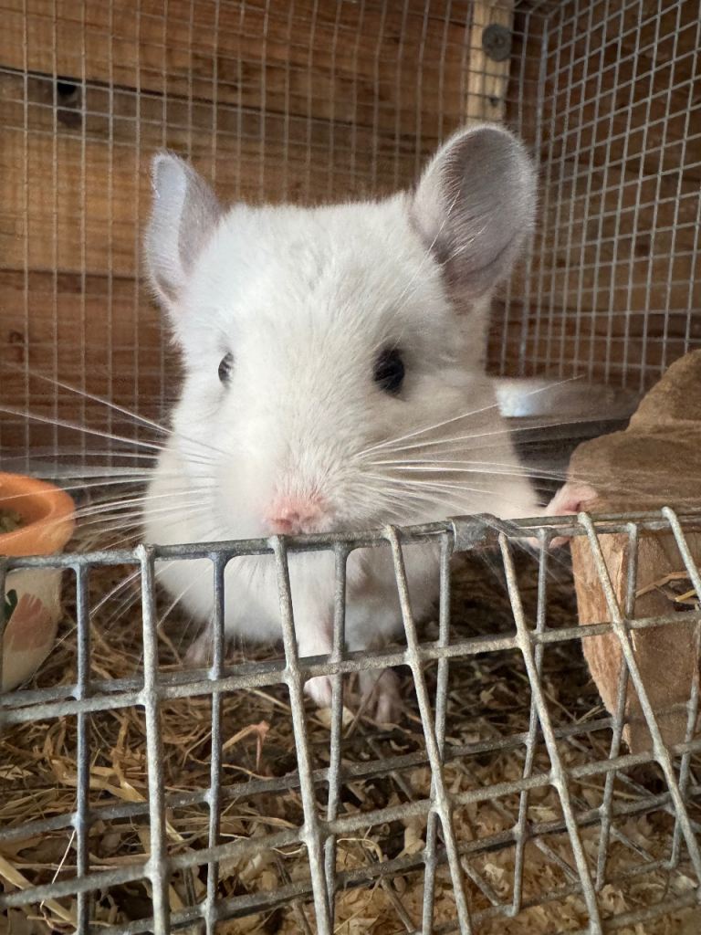 Baby chinchillas 