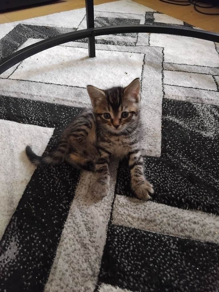 Kittens 