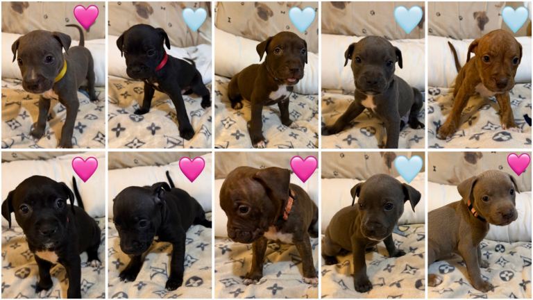 Dog de Bordeaux × Irish Blue Staff Puppies – Home Raised, Ready Soon.