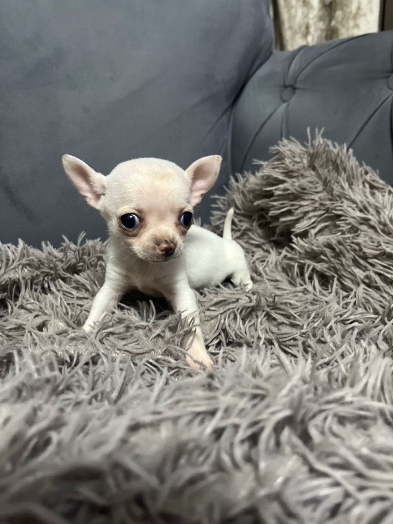chihuahua puppies 