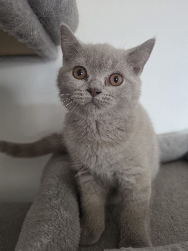 Lilac kitten gccf registered 