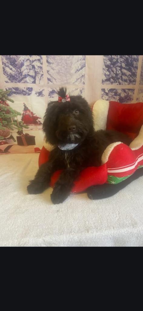 Cockapoo girl f2 puppy 