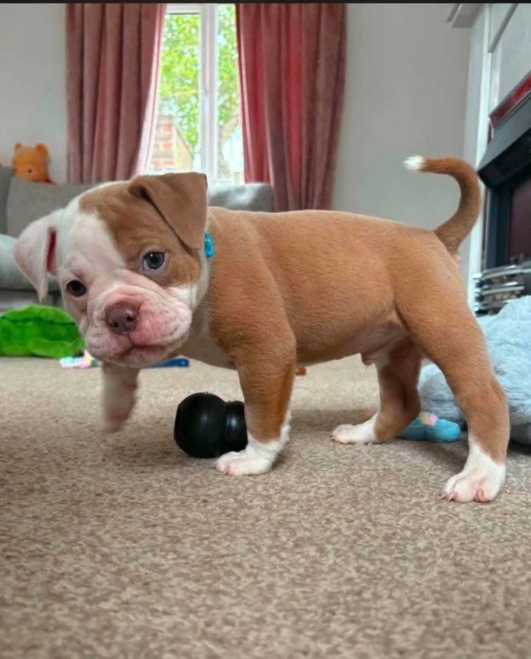 Bulldogs