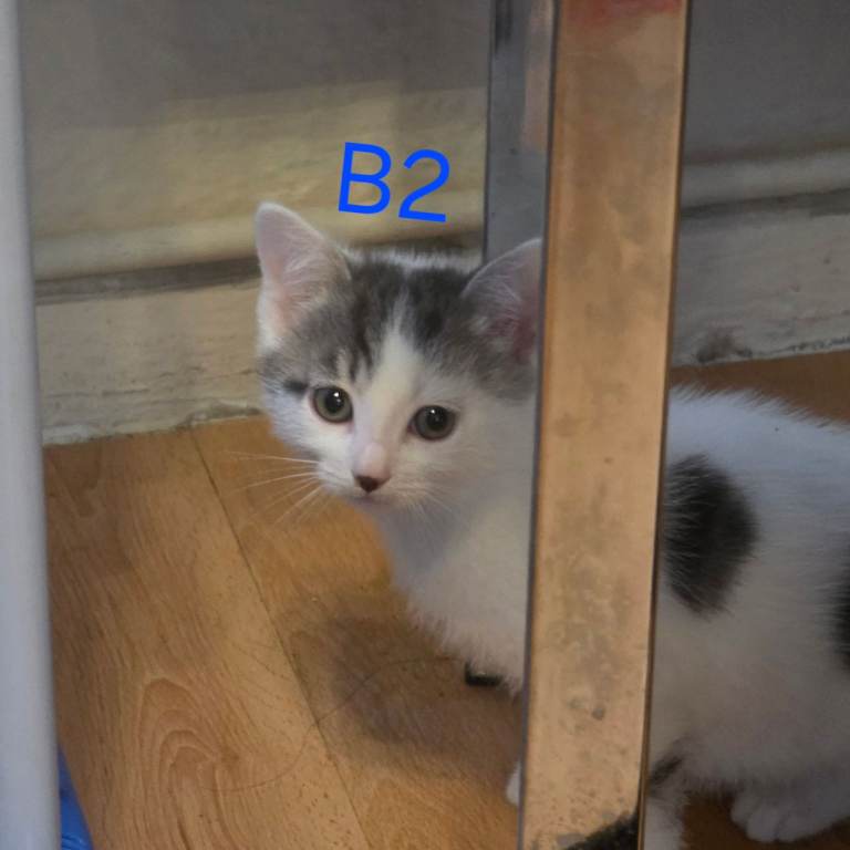 4 Kittens for sale, ready to go