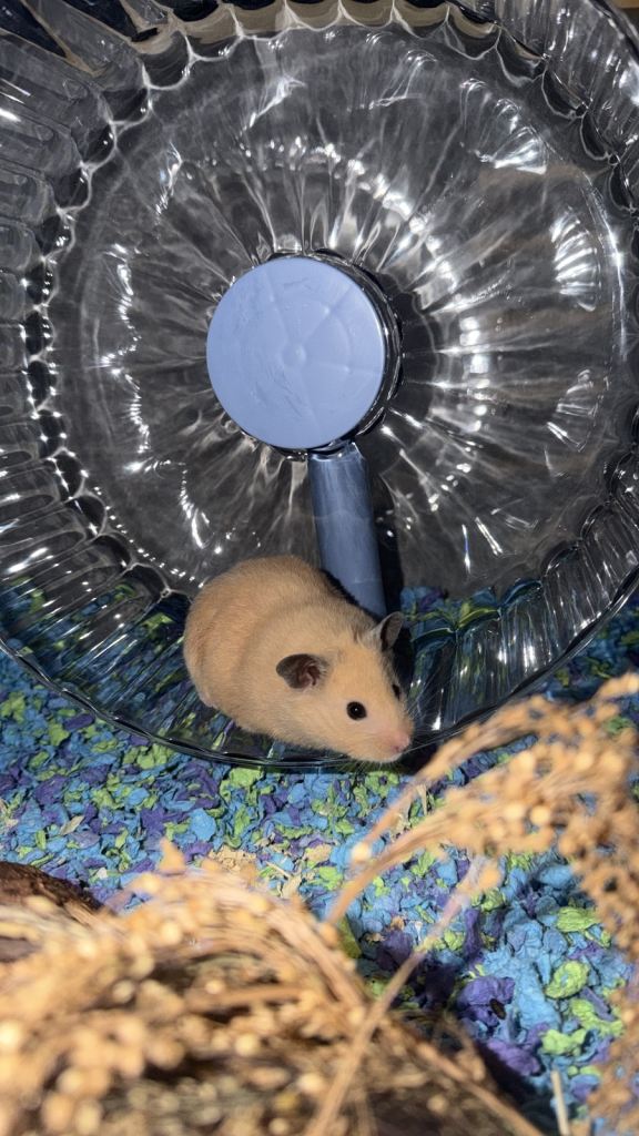 Spud the hamster 
