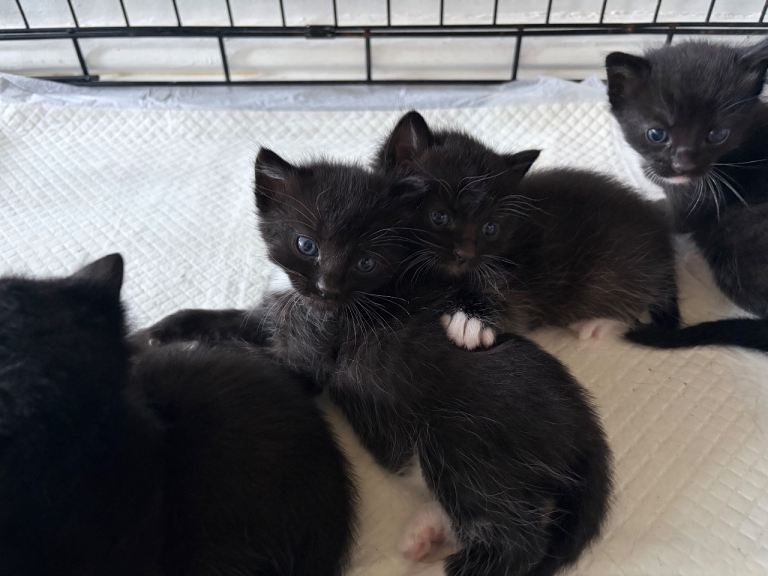 Black and white kittens 