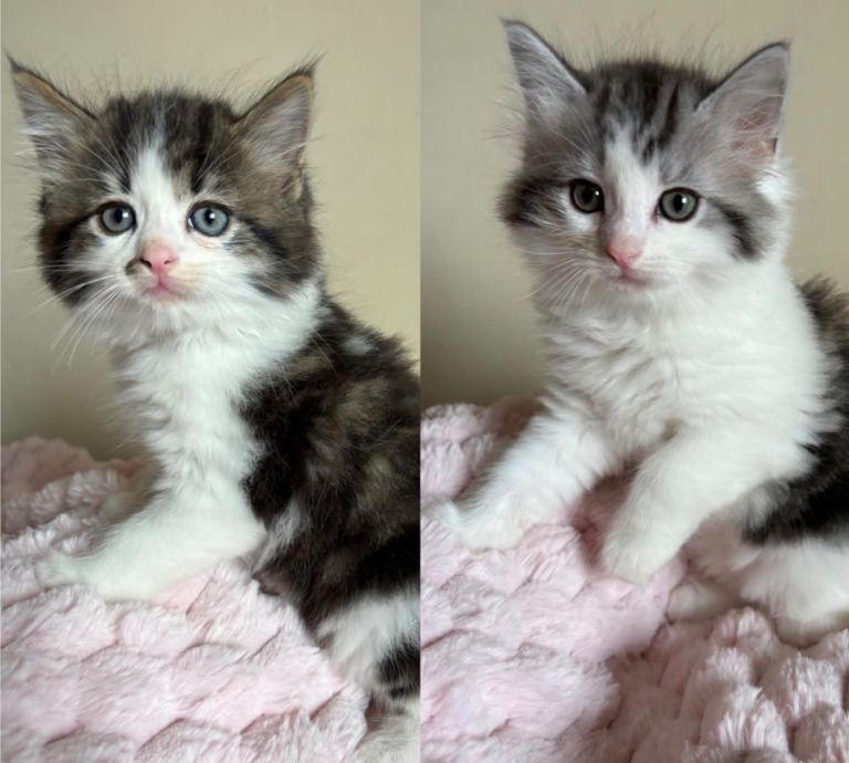 British Shorthair Cross Ragdoll Kittens 