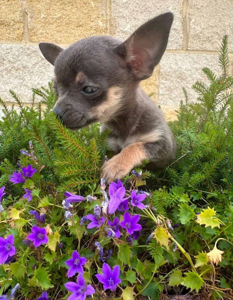 Chihuahua puppy 