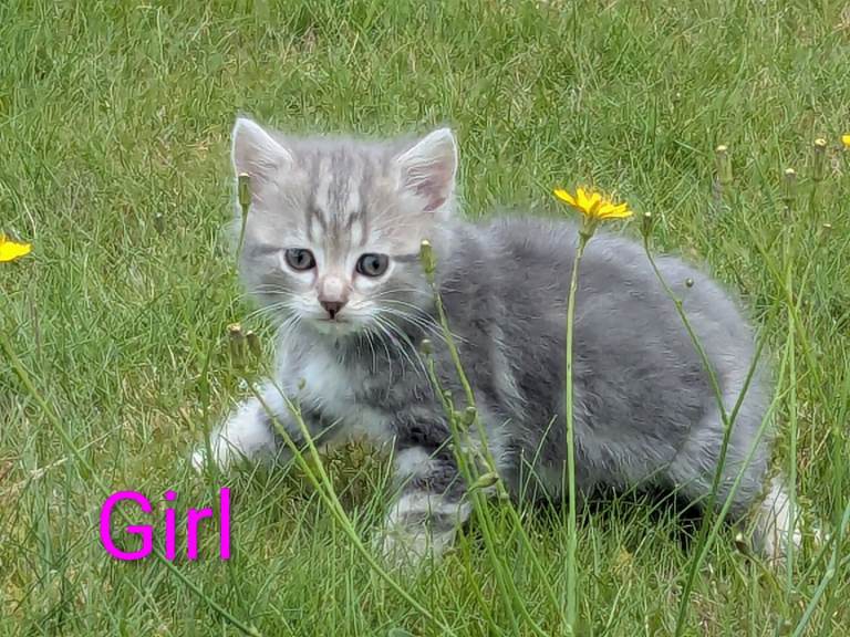 😻 3 adorable little kittens for sale 😻