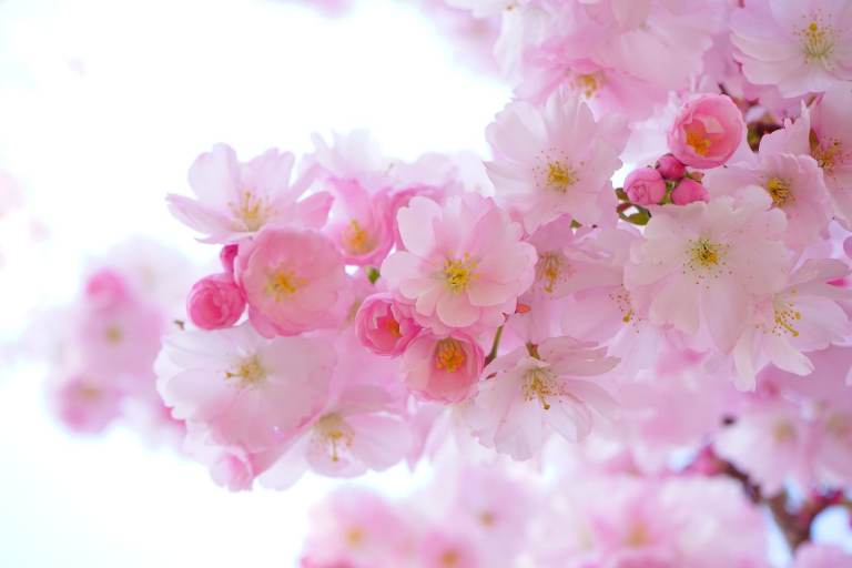 Reiki Healing London | Stress, Anxiety & Energy Balance