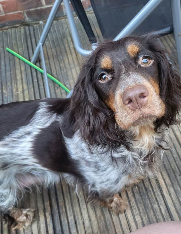 Cocker spaniel puppys 