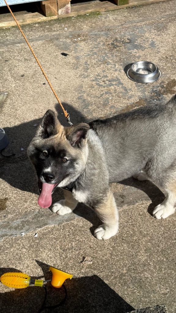 American Akita for sale 
