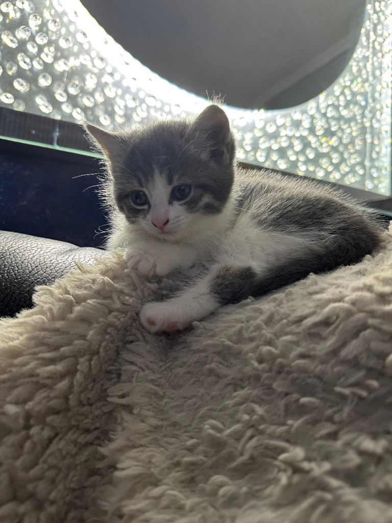 3 playful female kittens. Black kitten, grey & white kitten, black & white kitten