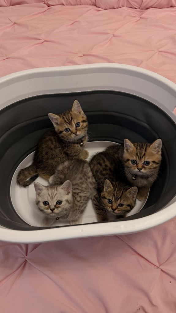 Beautiful kittens looking for forever home 🐾