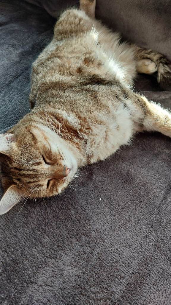 2 1/2 yo female cat 🐈  