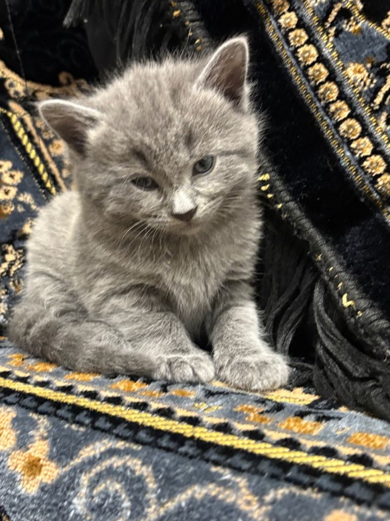 🐾 4 Beautiful Kittens Looking for Their Forever Homes 🐾