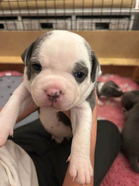 Blue & White Staffy Pup 