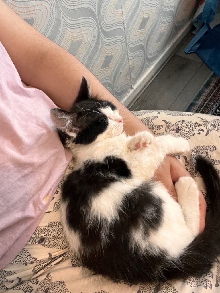 Two kitties 