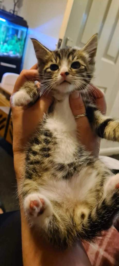 8 week old tabby kitten boy 
