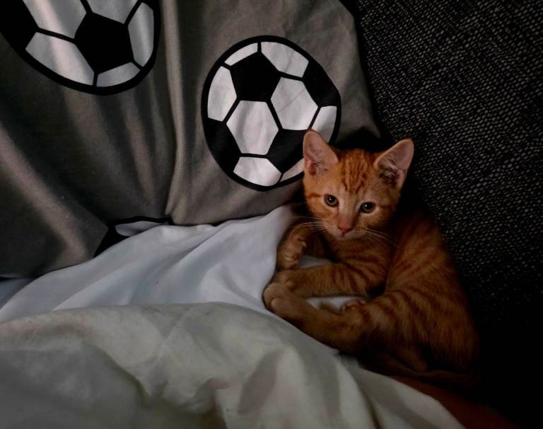Kitten for sale 