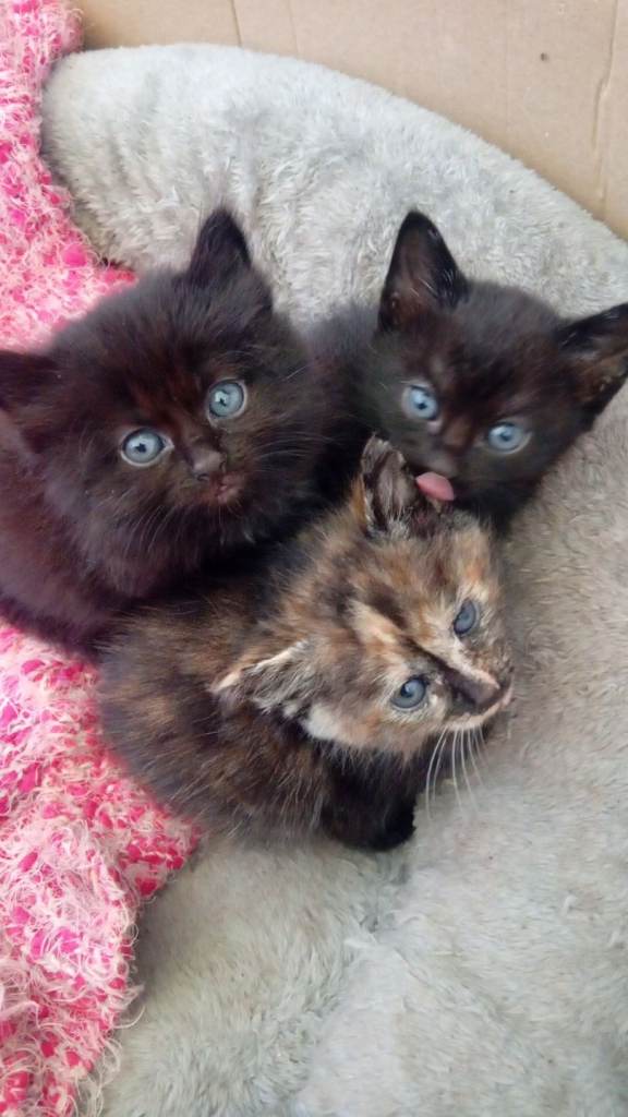 Beautiful kittens males and females available ready to go