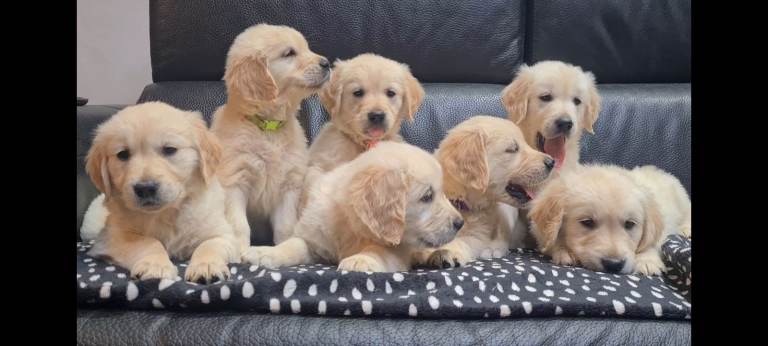 Golden Retriever puppies ready for their forever homes 