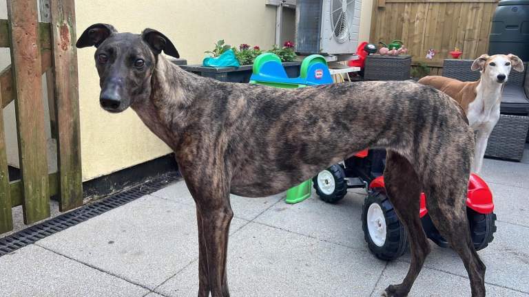 Female lurcher 