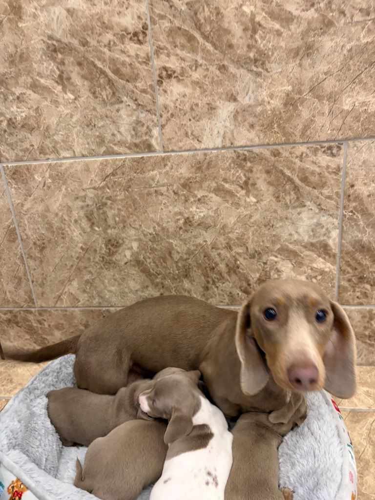 Miniature dachshund for sale