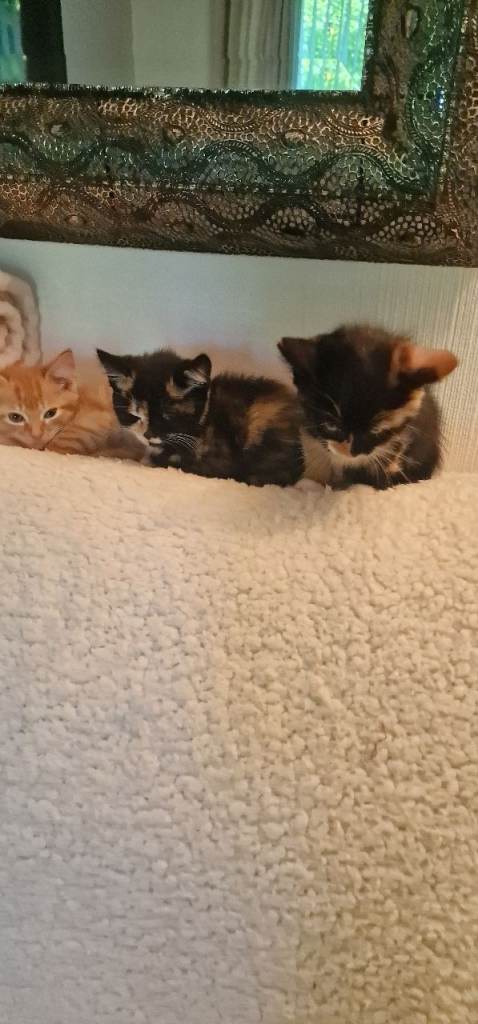 3 cute kittens from Turkish Angora mum cat