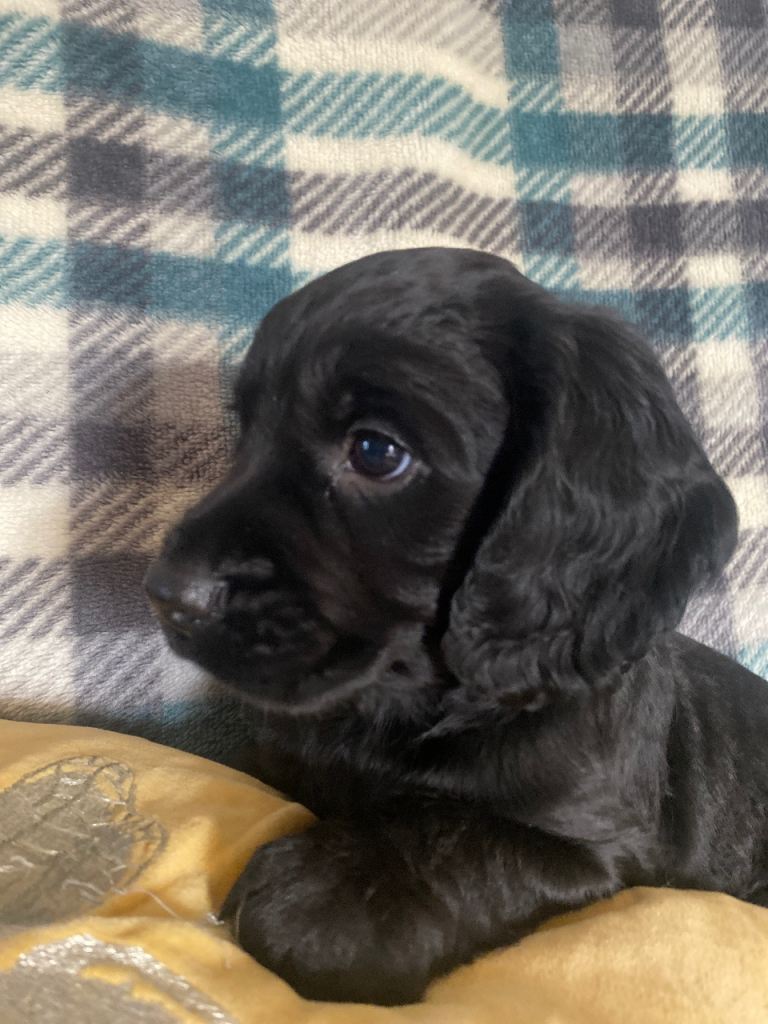 Beautiful cocker spaniel pups